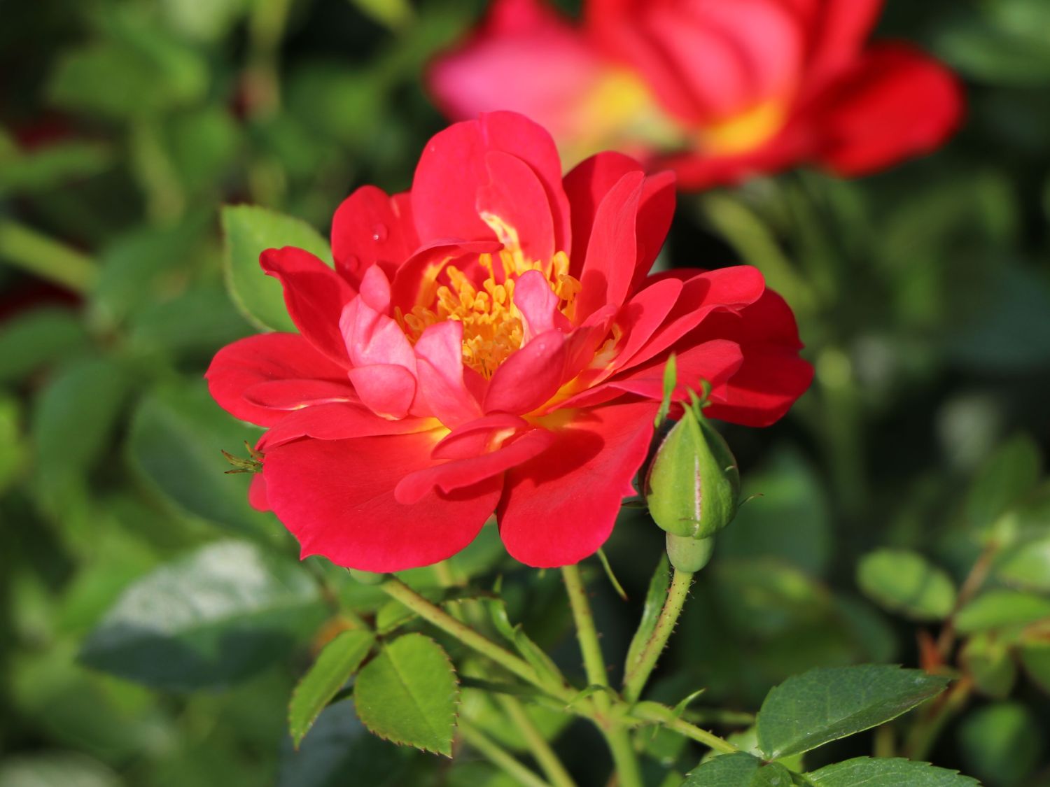 Bodendecker-Rose 'Bienenweide ® Hellrot' - Rosa 'Bienenweide ® Hellrot'