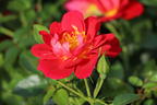 Bodendecker-Rose 'Bienenweide ® Hellrot' - Rosa 'Bienenweide ® Hellrot'