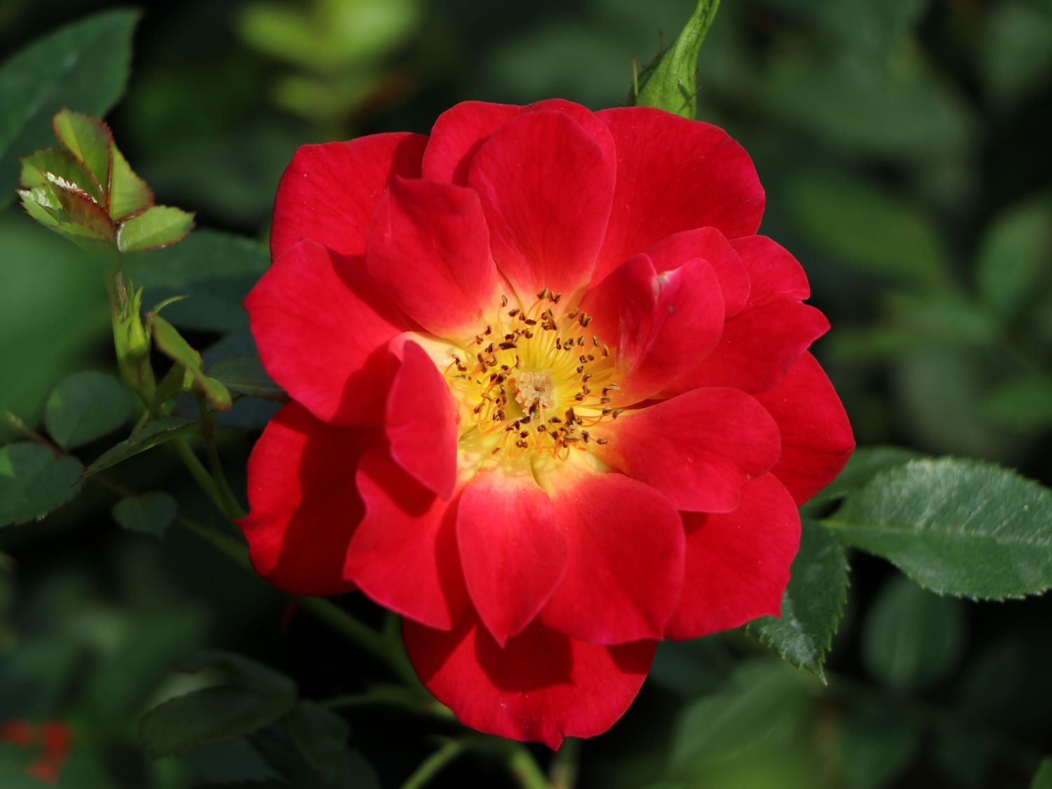 Bodendecker-Rose 'Bienenweide ® Hellrot' - Rosa 'Bienenweide ® Hellrot'
