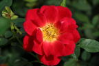 Bodendecker-Rose 'Bienenweide ® Hellrot' - Rosa 'Bienenweide ® Hellrot'