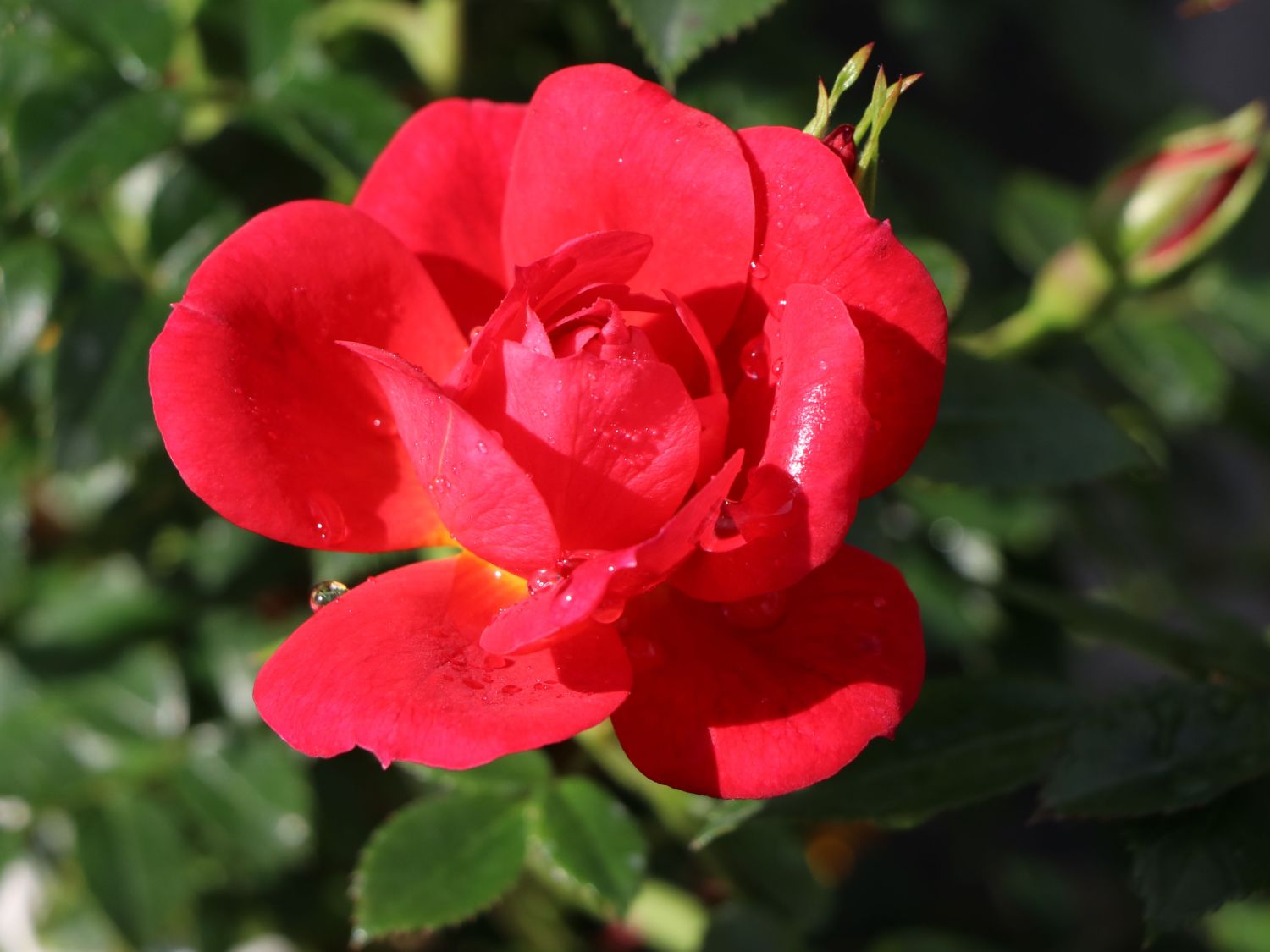 Bodendecker-Rose 'Bienenweide ® Hellrot' - Rosa 'Bienenweide ® Hellrot'