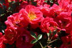 Bodendecker-Rose 'Bienenweide ® Hellrot' - Rosa 'Bienenweide ® Hellrot'