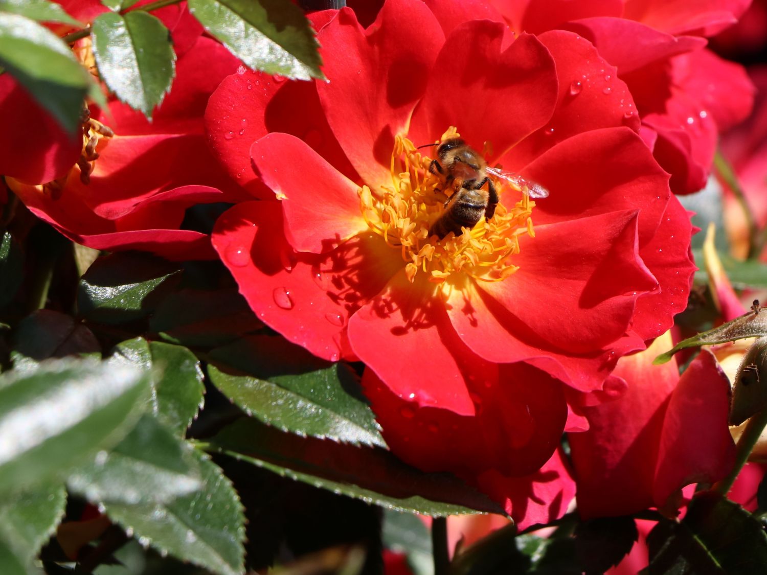 Bodendecker-Rose 'Bienenweide ® Hellrot' - Rosa 'Bienenweide ® Hellrot'