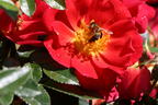 Bodendecker-Rose 'Bienenweide ® Hellrot' - Rosa 'Bienenweide ® Hellrot'