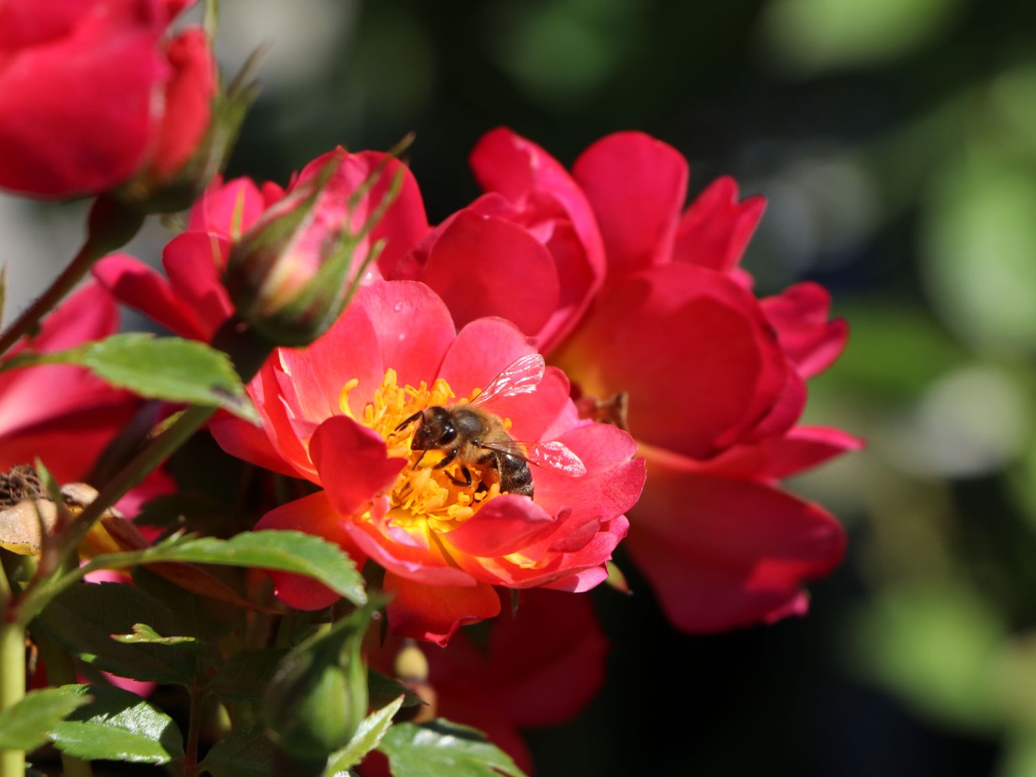 Bodendecker-Rose 'Bienenweide ® Hellrot' - Rosa 'Bienenweide ® Hellrot'