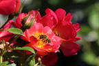 Bodendecker-Rose 'Bienenweide ® Hellrot' - Rosa 'Bienenweide ® Hellrot'
