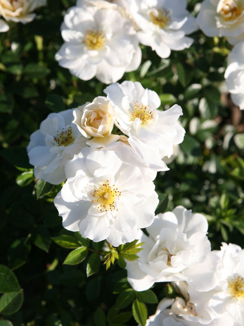 Bodendecker-Rose 'Bienenweide ® Weiß' - Rosa 'Bienenweide ® Weiß'