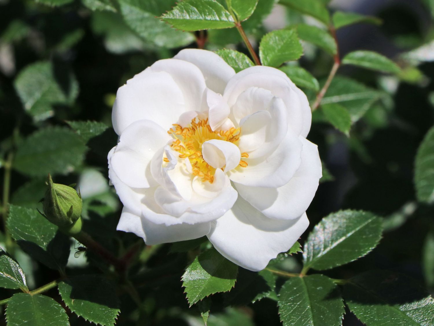 Bodendecker-Rose 'Bienenweide ® Weiß' - Rosa 'Bienenweide ® Weiß'