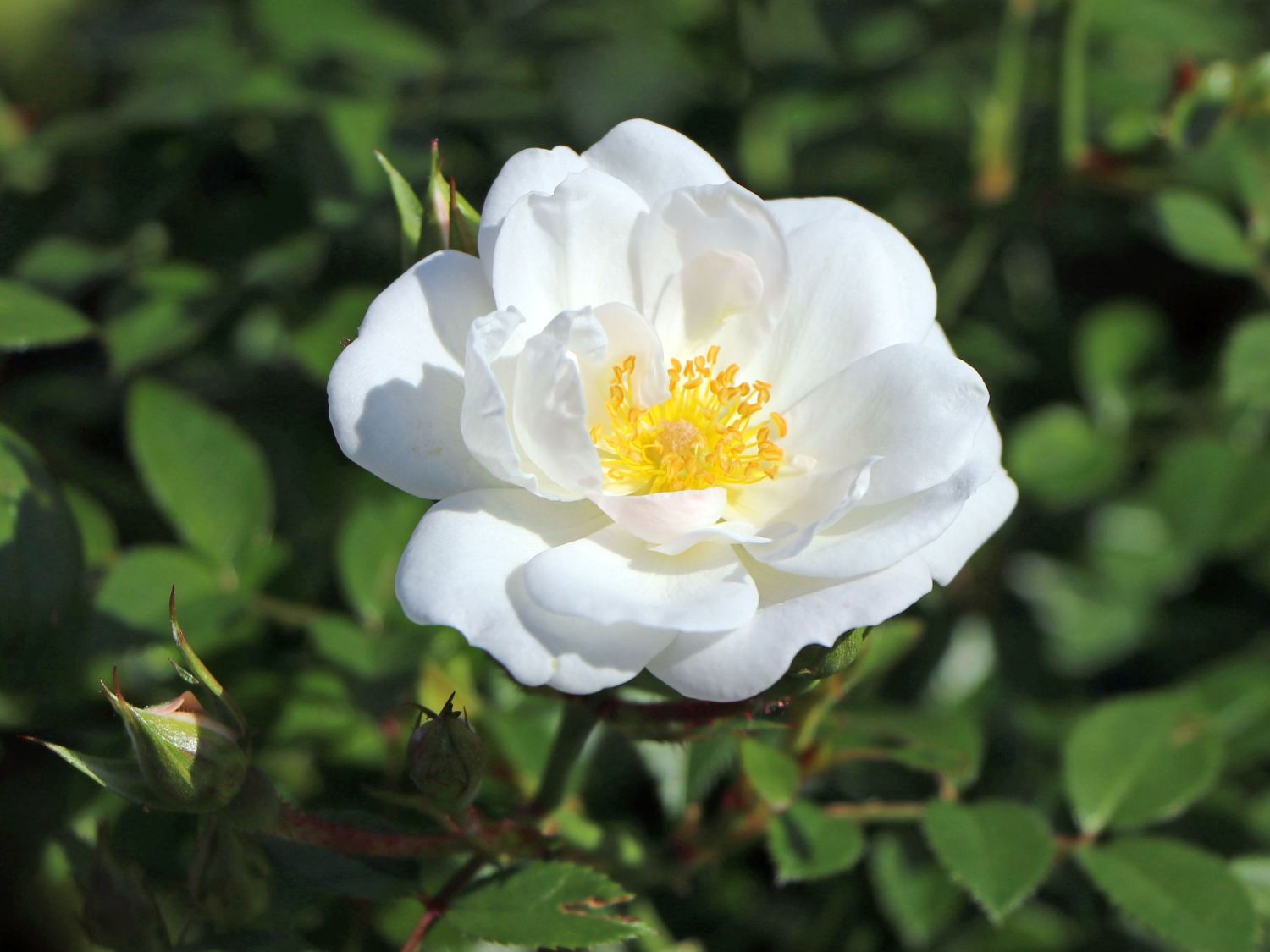 Bodendecker-Rose 'Bienenweide ® Weiß' - Rosa 'Bienenweide ® Weiß'