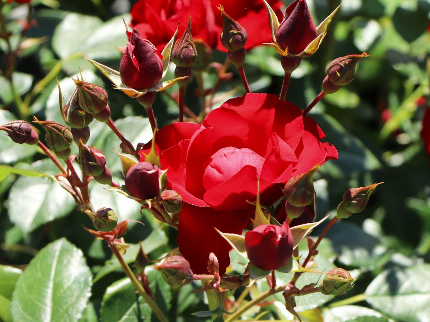 Beetrose 'Black Forest Rose' ® Schönste Rosen & Expertenwissen