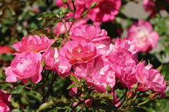 Beetrose / Bodendecker-Rose 'Maxi Vita' ®