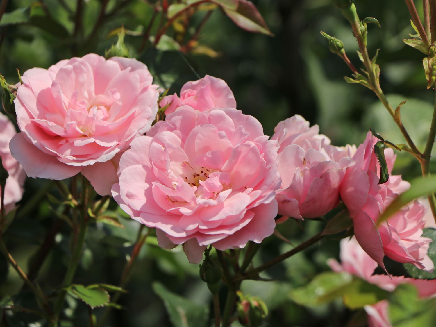 Beetrose 'Bonica ® 82'