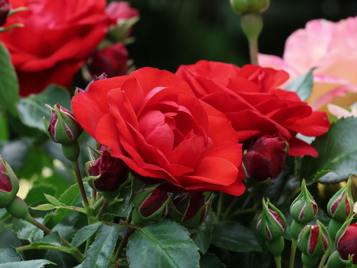 Beetrose 'Bright MEILOVE' ®