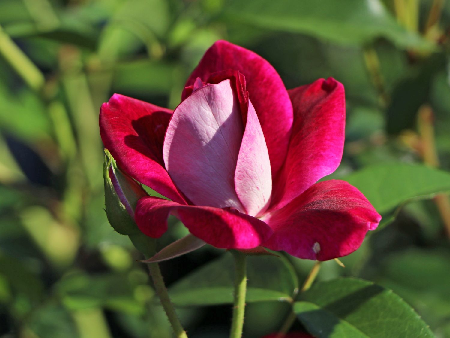 Beetrose 'Burgundy Ice'