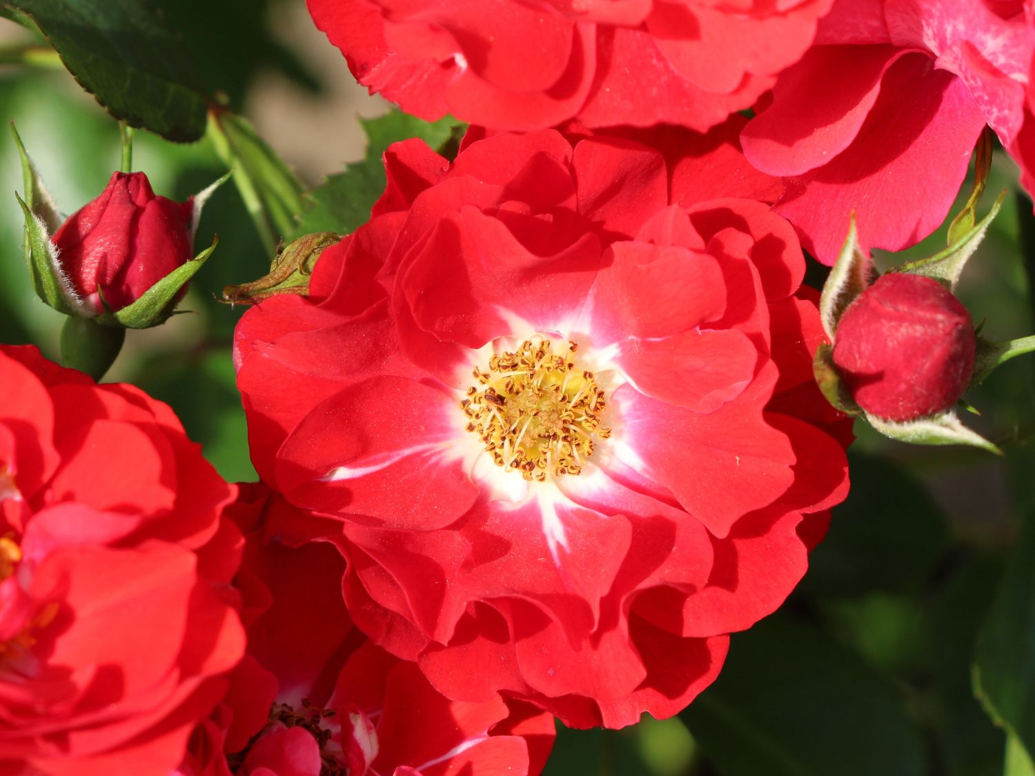 Beetrose 'Canzonetta' ®