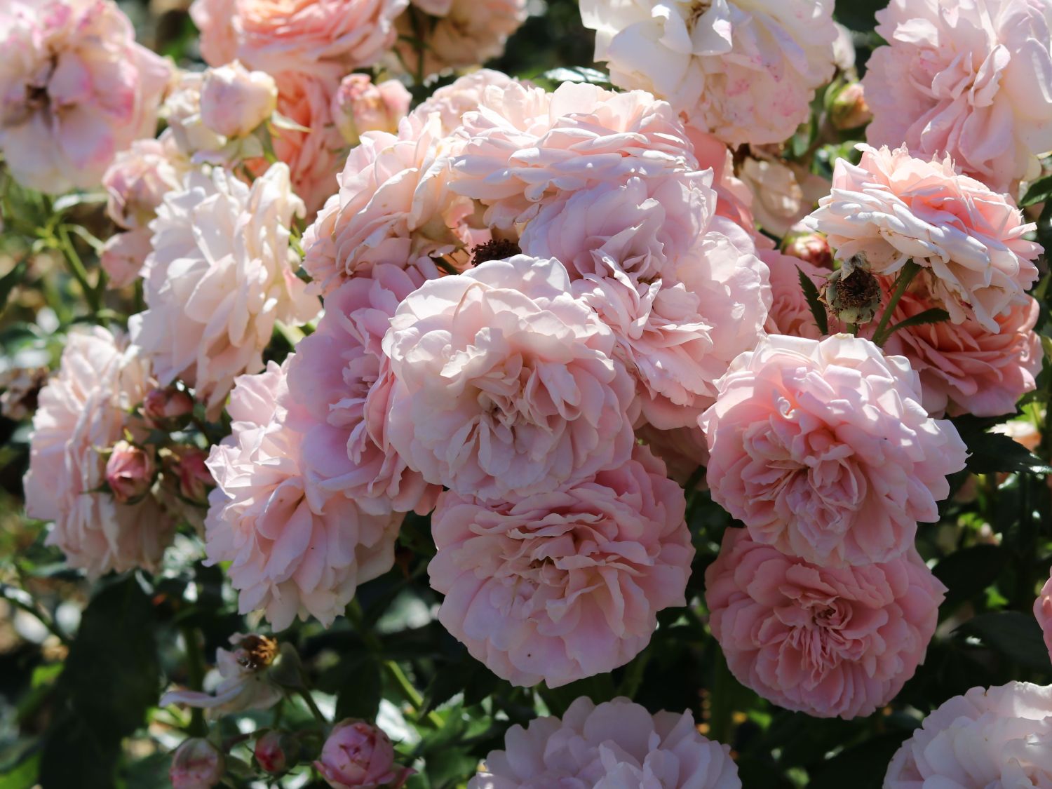 Beetrose 'Cremosa' ® - Rosa 'Cremosa' ® ADR-Rose