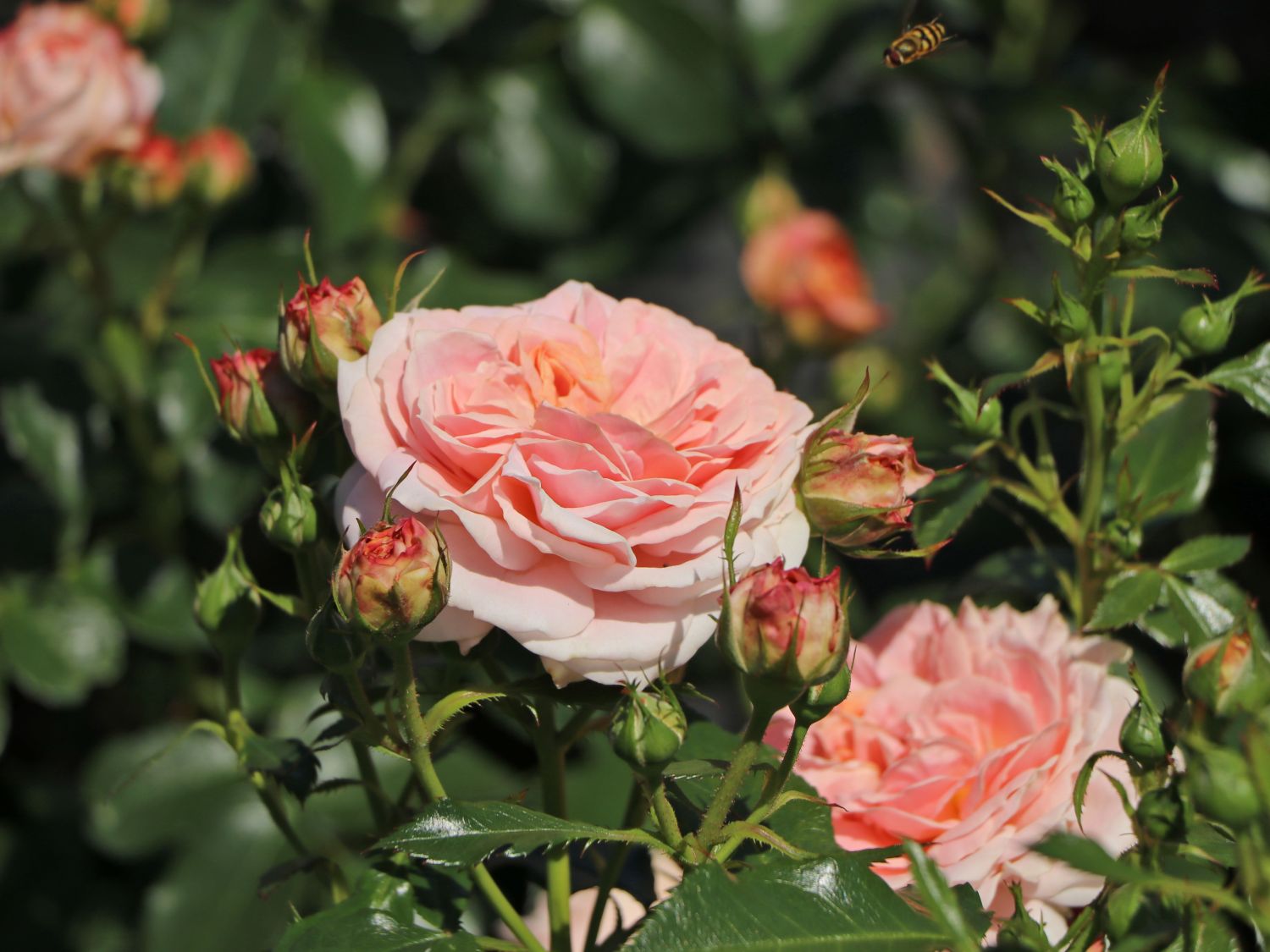 Beetrose 'Cremosa' ® - Rosa 'Cremosa' ® ADR-Rose