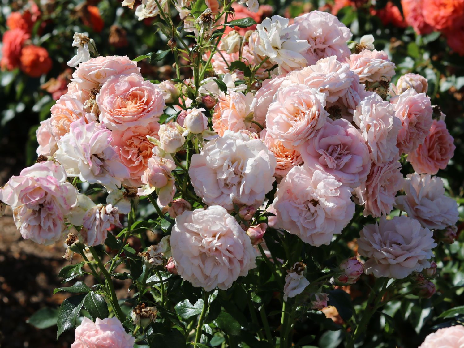 Beetrose 'Cremosa' ® - Rosa 'Cremosa' ® ADR-Rose