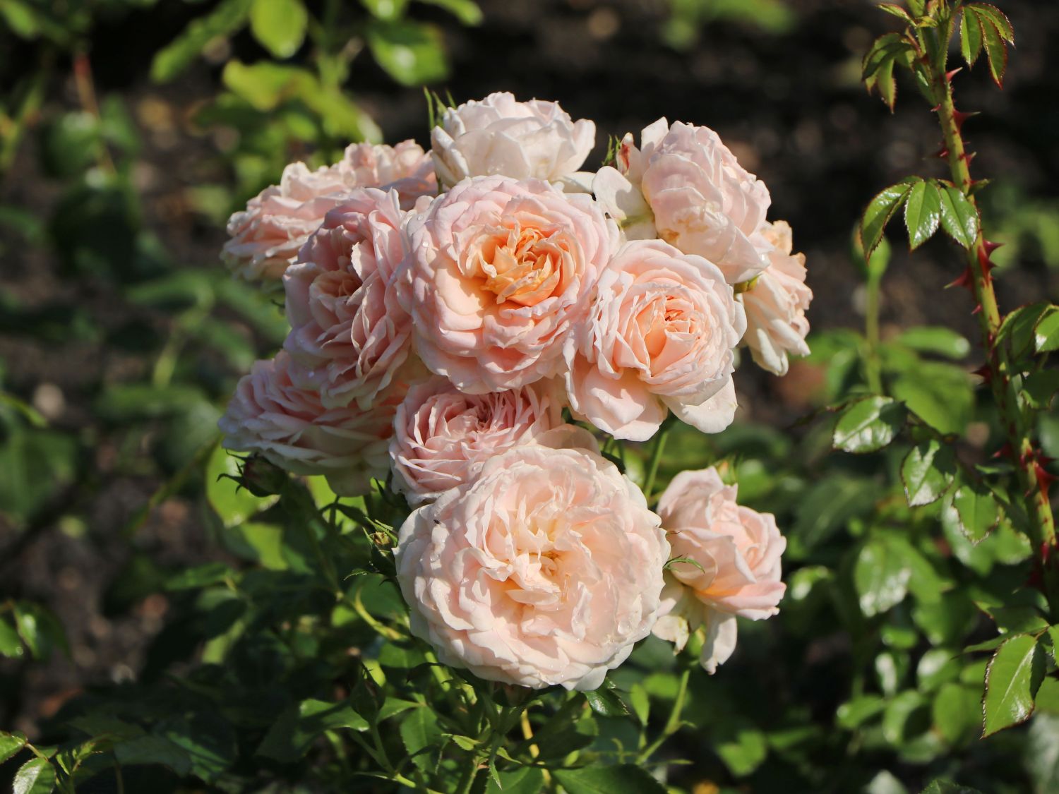 Beetrose 'Cremosa' ® - Rosa 'Cremosa' ® ADR-Rose