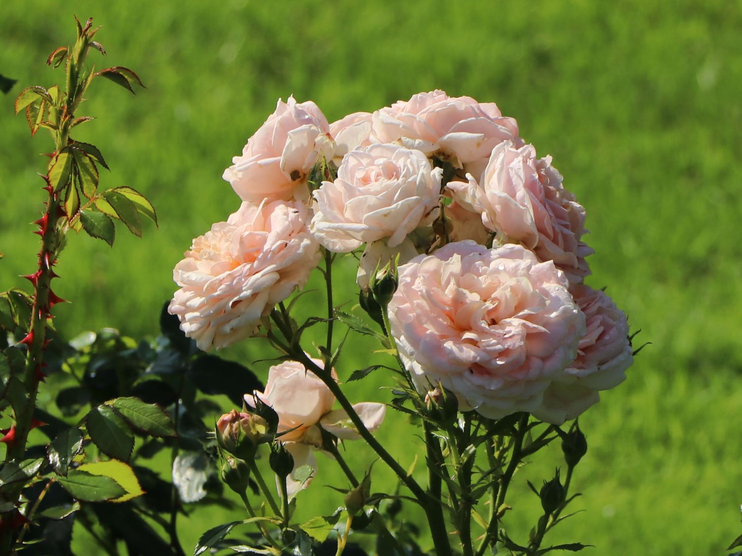 Beetrose 'Cremosa' ® - Rosa 'Cremosa' ® ADR-Rose