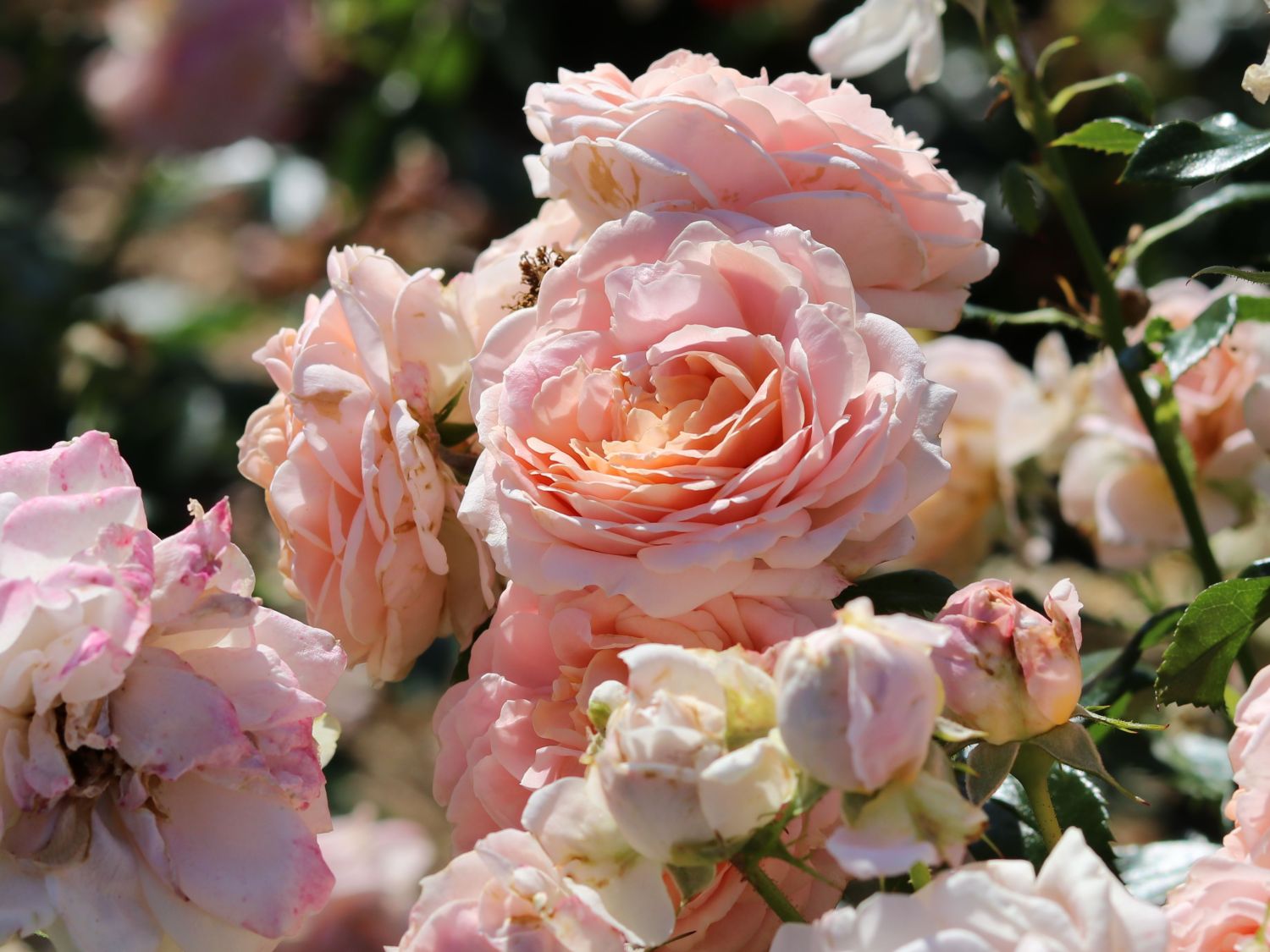 Beetrose 'Cremosa' ® - Rosa 'Cremosa' ® ADR-Rose