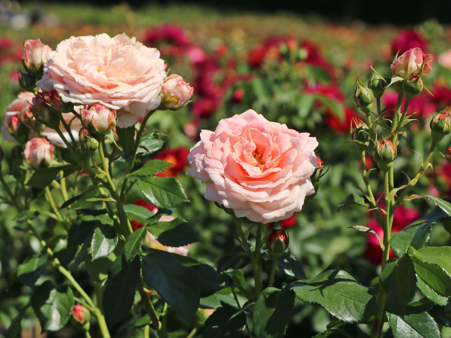 Beetrose 'Cremosa' ® - Rosa 'Cremosa' ® ADR-Rose