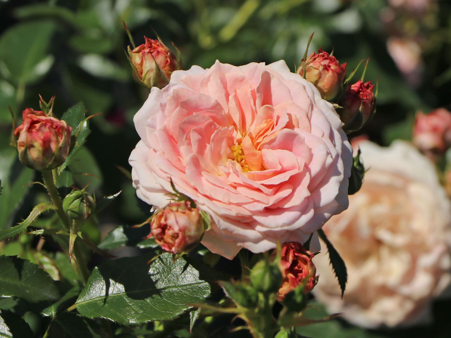 Beetrose 'Cremosa' ® - Rosa 'Cremosa' ® ADR-Rose