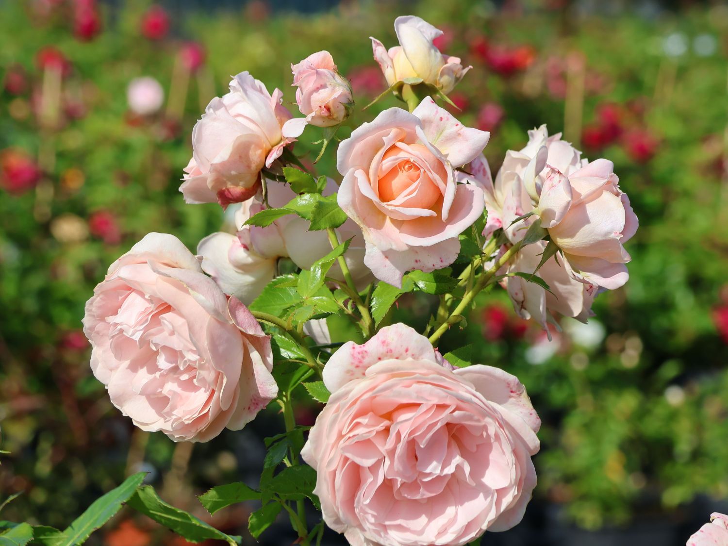 Beetrose 'Cremosa' ® - Rosa 'Cremosa' ® ADR-Rose