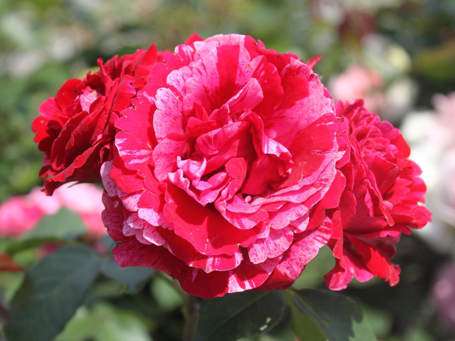 Beetrose 'Deep Impression ®'