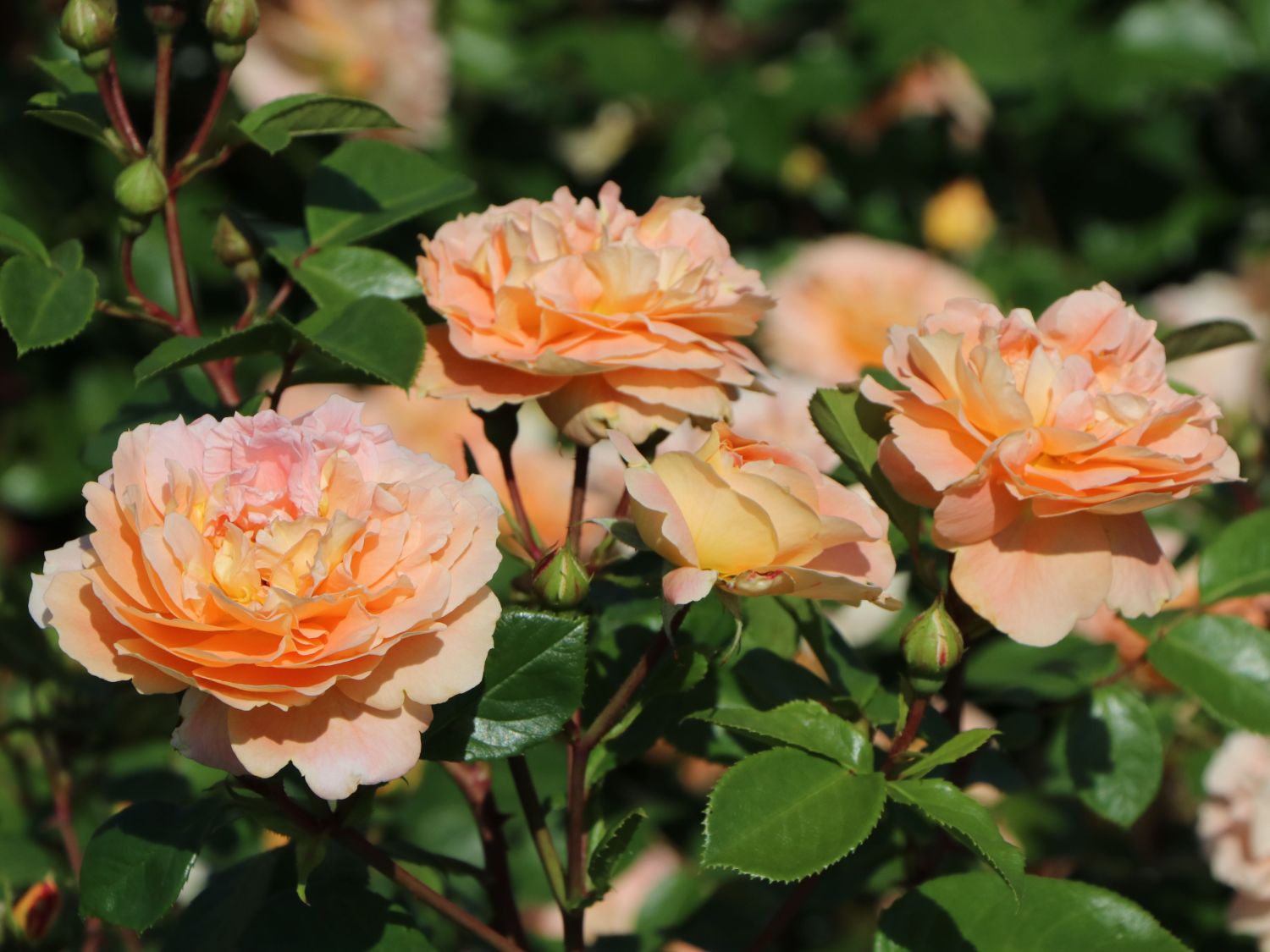 Beetrose 'Die Schöne vom See' ®