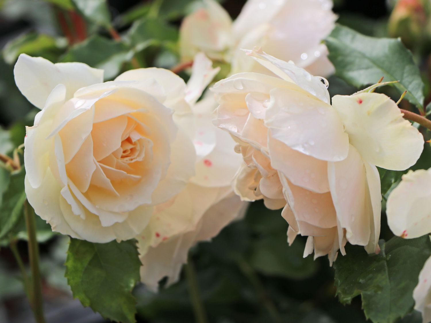 Beetrose 'Edelweiß'