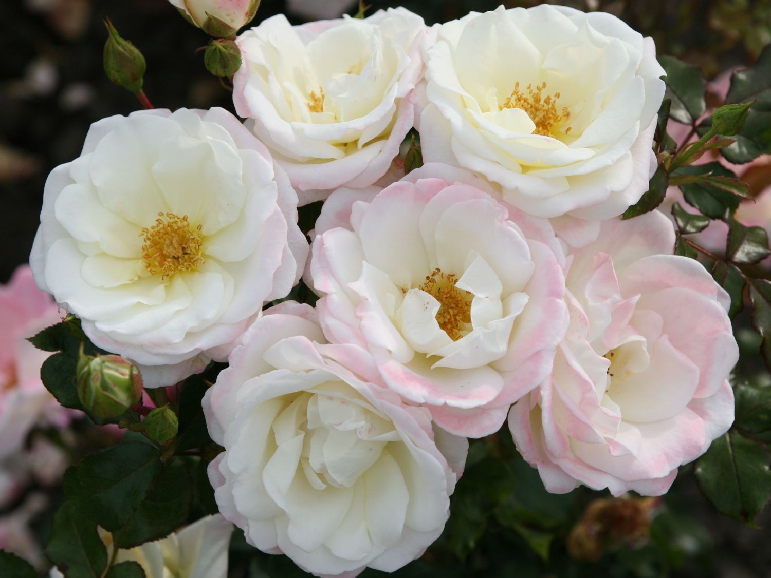 Beetrose 'Eisprinzessin' ® - Rosa 'Eisprinzessin' ®