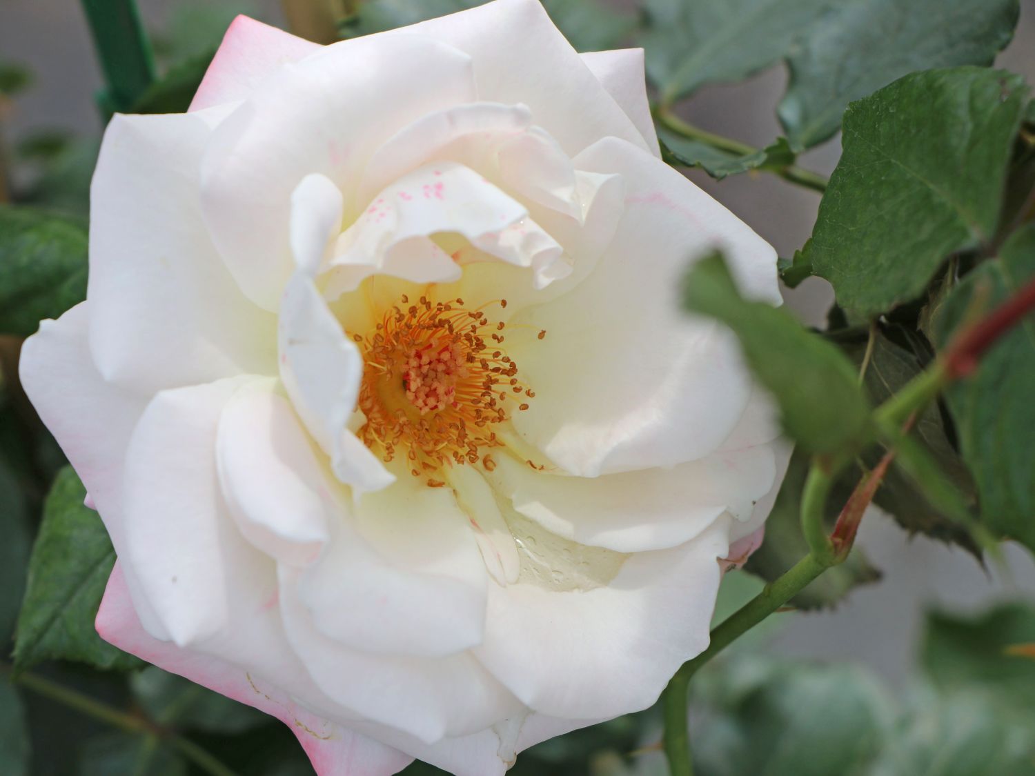 Beetrose 'Eisprinzessin' ® - Rosa 'Eisprinzessin' ®