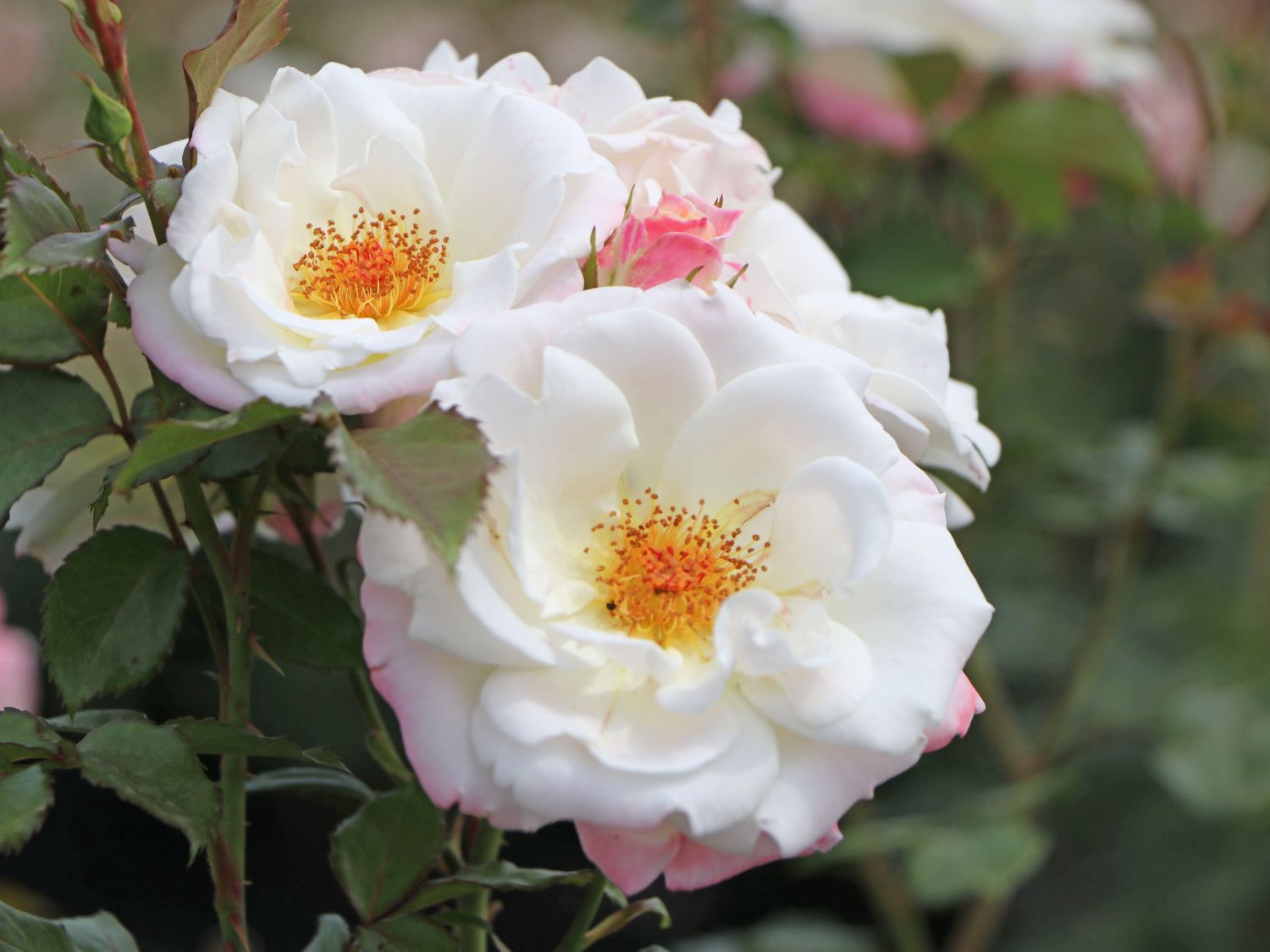 Beetrose 'Eisprinzessin' ® - Rosa 'Eisprinzessin' ®