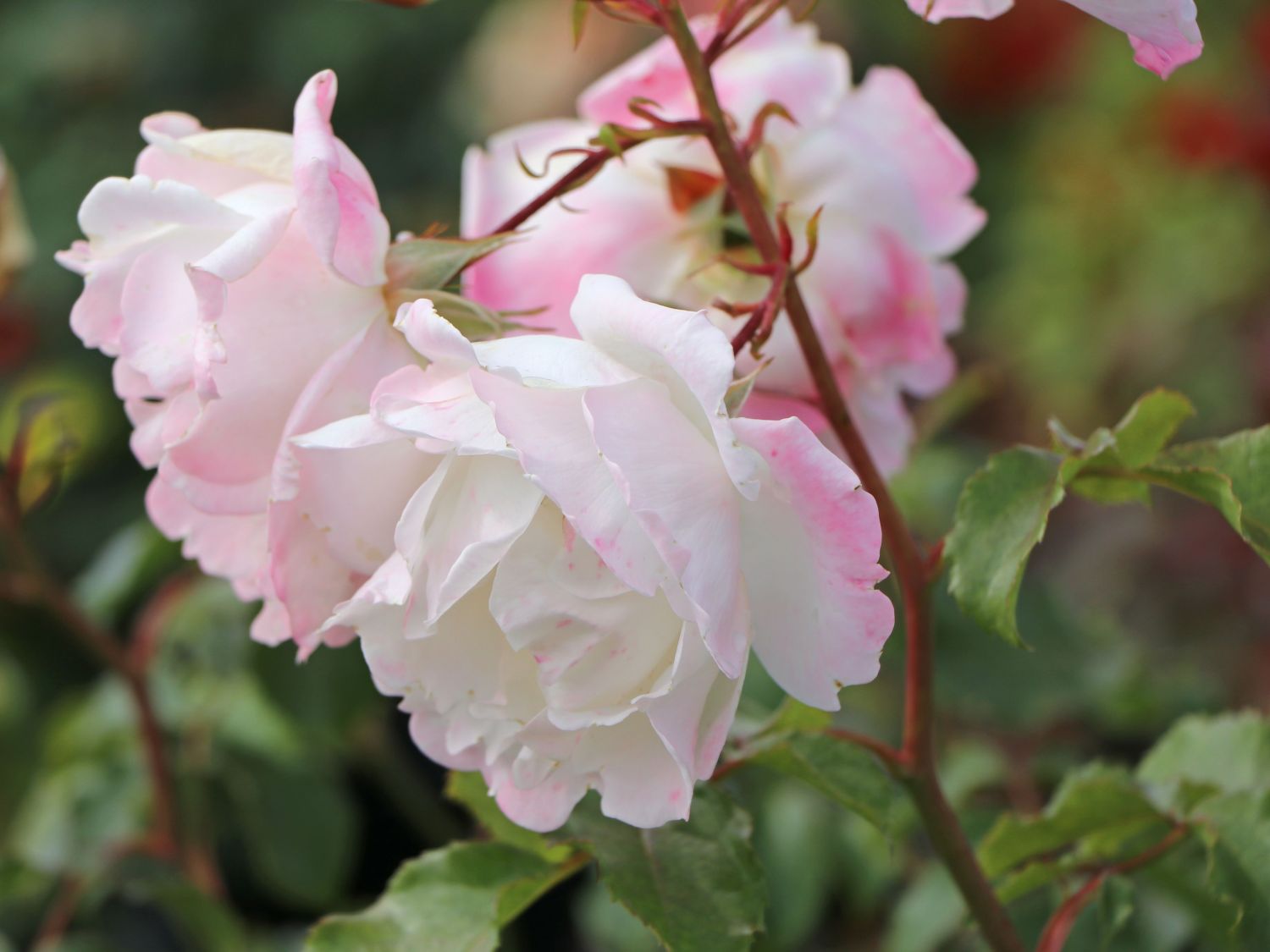 Beetrose 'Eisprinzessin' ® - Rosa 'Eisprinzessin' ®