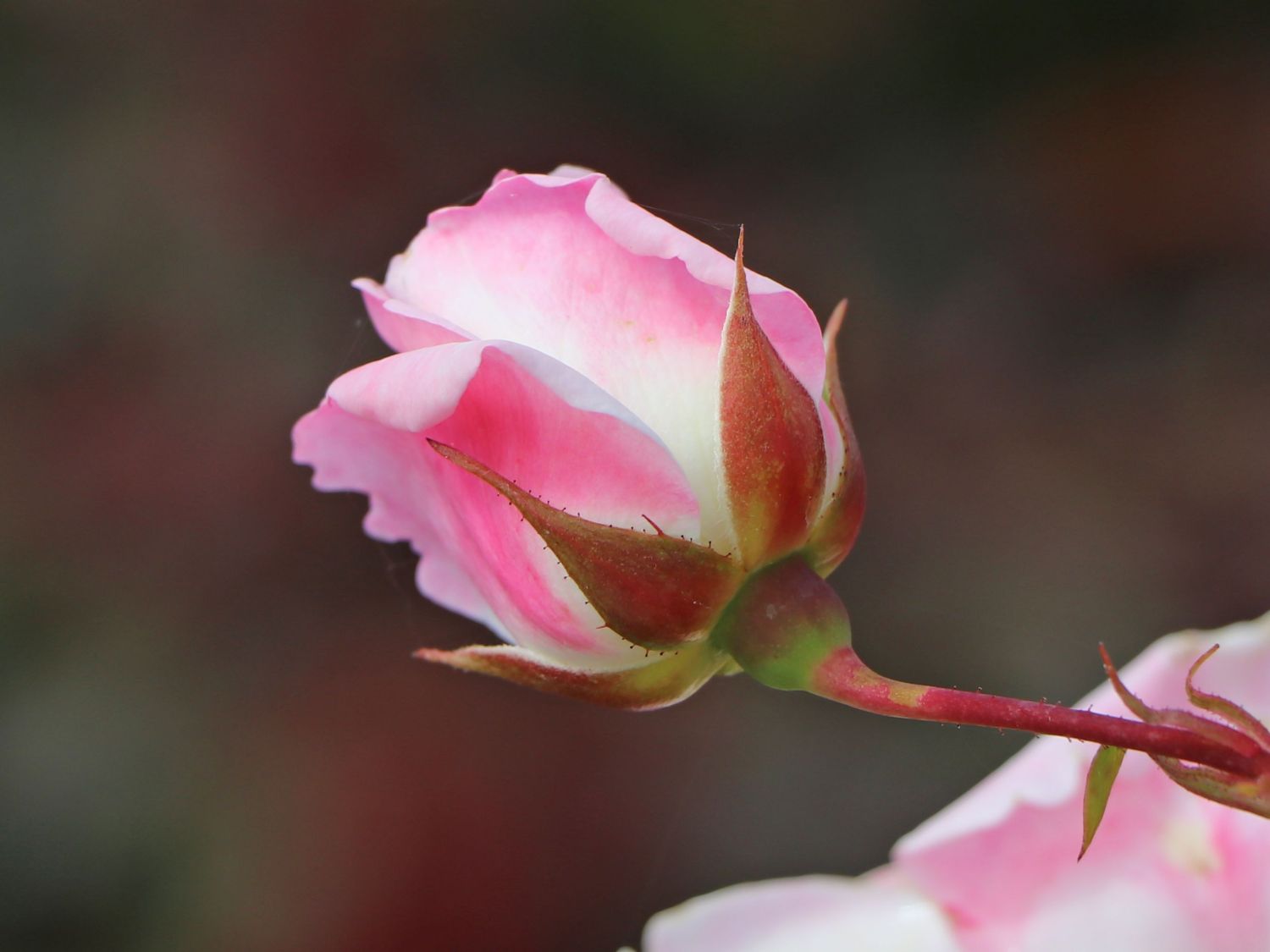 Beetrose 'Eisprinzessin' ® - Rosa 'Eisprinzessin' ®