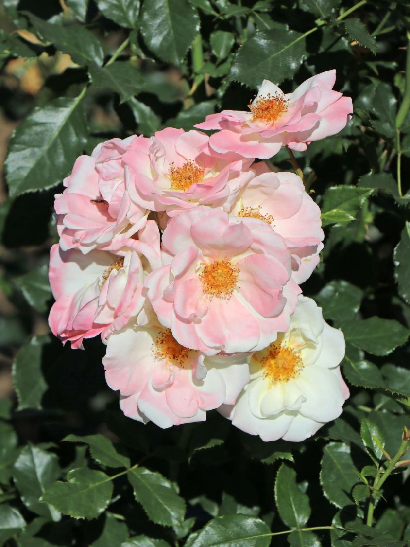 Beetrose 'Eisprinzessin' ® - Rosa 'Eisprinzessin' ®