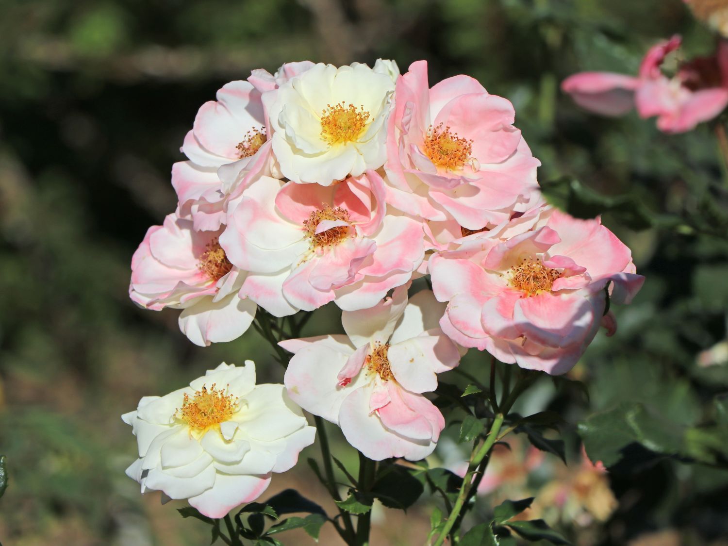 Beetrose 'Eisprinzessin' ® - Rosa 'Eisprinzessin' ®