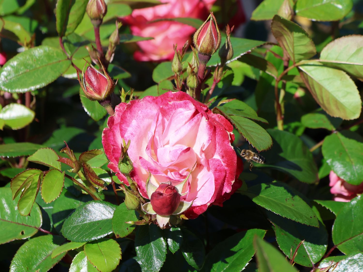 Beetrose 'Enjoy' ® - Rosa 'Enjoy' ® ADR-Rose