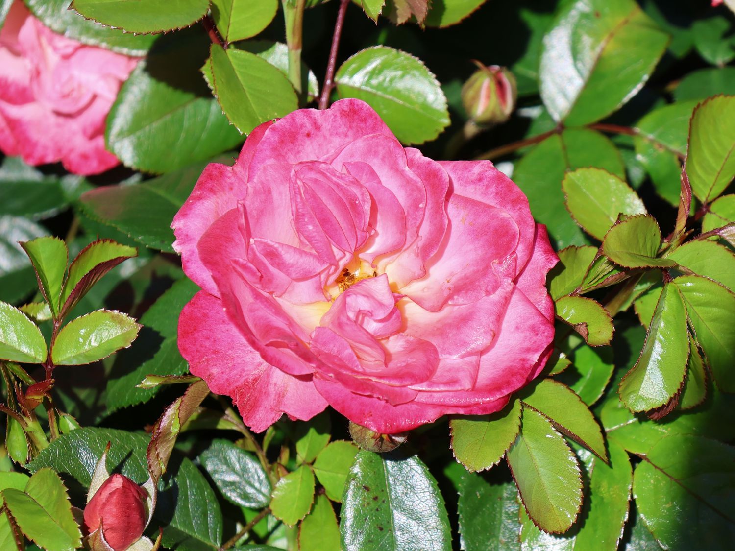 Beetrose 'Enjoy' ® - Rosa 'Enjoy' ® ADR-Rose