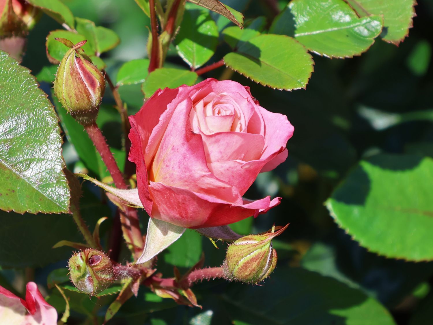 Beetrose 'Enjoy' ® - Rosa 'Enjoy' ® ADR-Rose