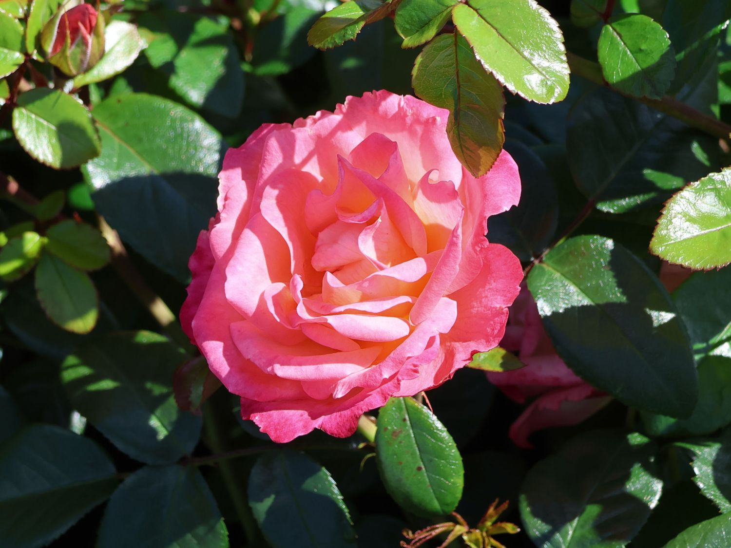 Beetrose 'Enjoy' ® - Rosa 'Enjoy' ® ADR-Rose