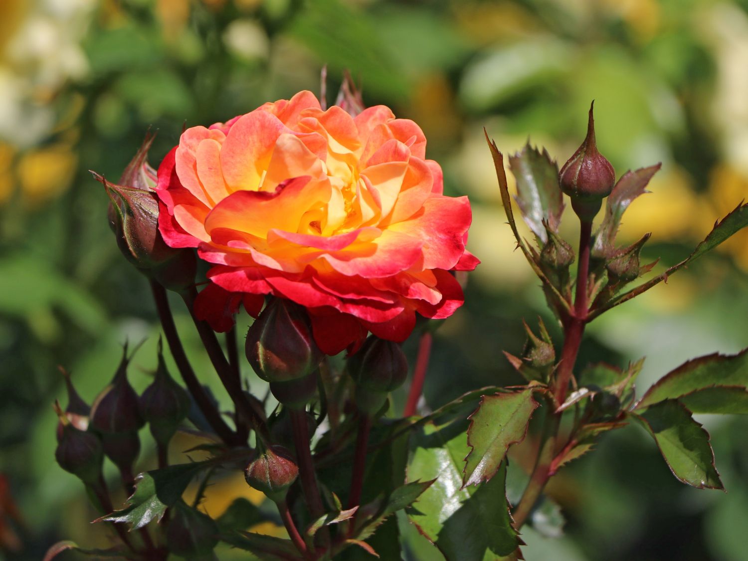 Beetrose 'Firebird' ®