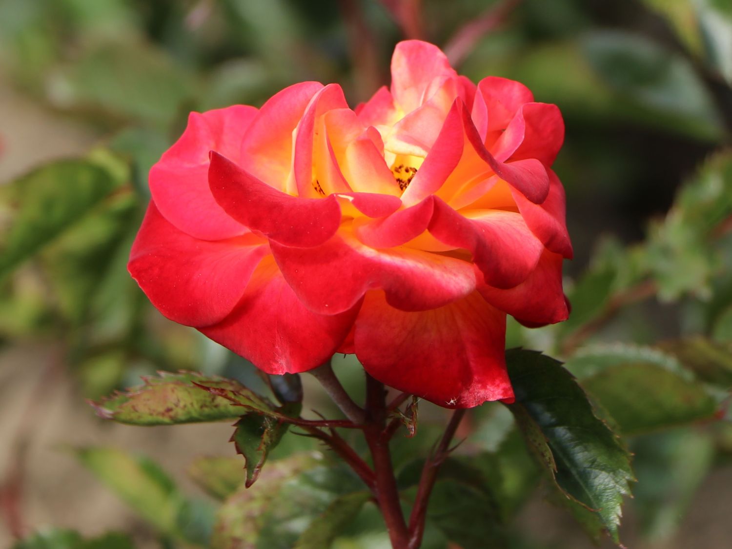 Beetrose 'Firebird' ® - Rosa 'Firebird' ®