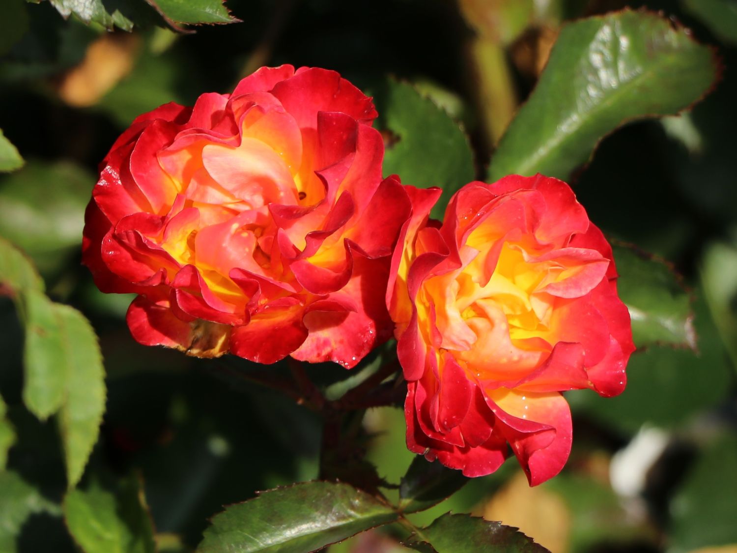 Beetrose 'Firebird' ® - Rosa 'Firebird' ®