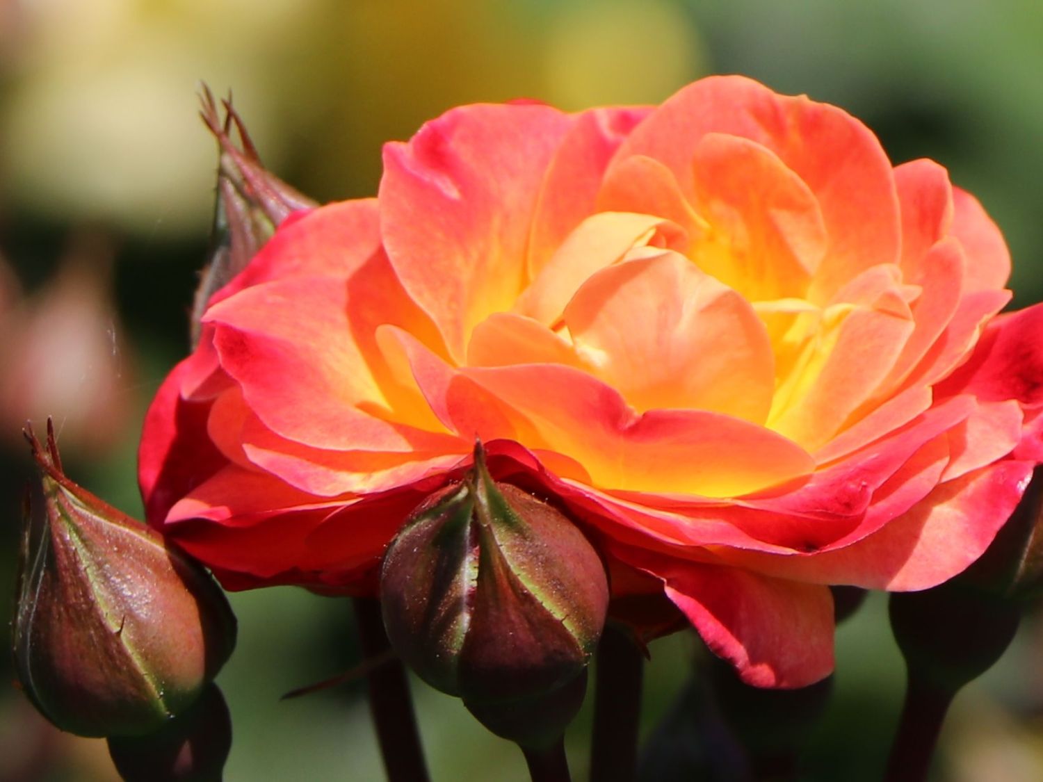 Beetrose 'Firebird' ® - Rosa 'Firebird' ®