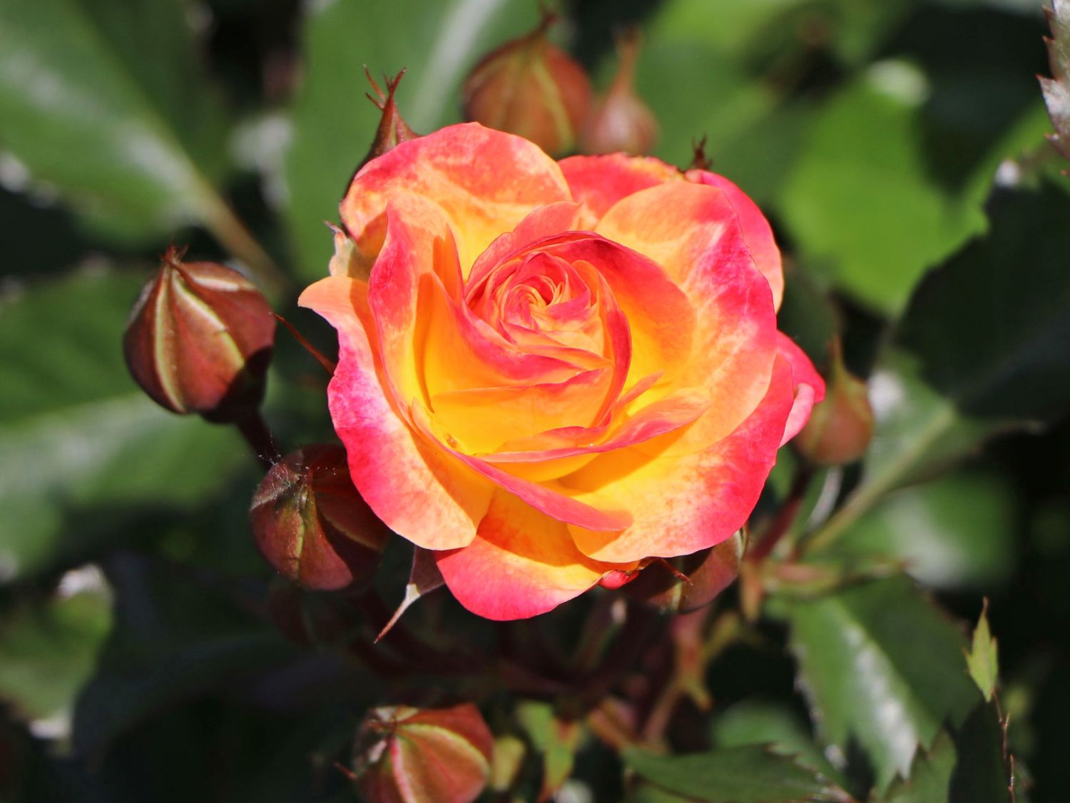 Beetrose 'Firebird' ® - Rosa 'Firebird' ®