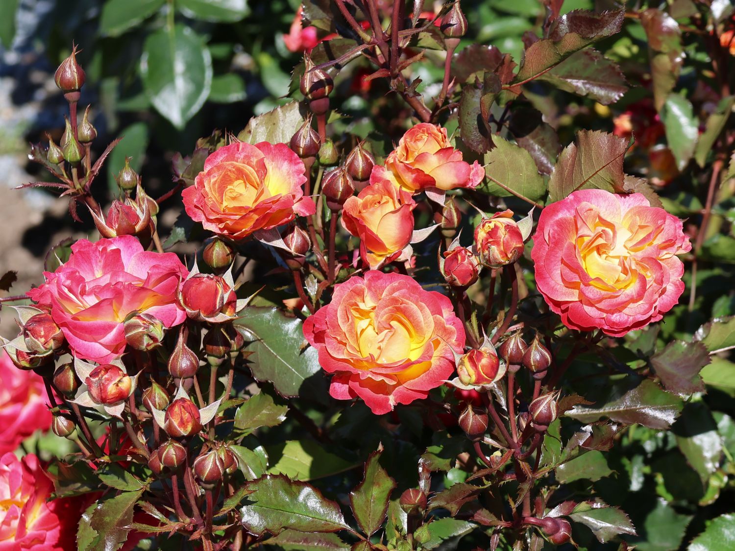 Beetrose 'Firebird' ® - Rosa 'Firebird' ®