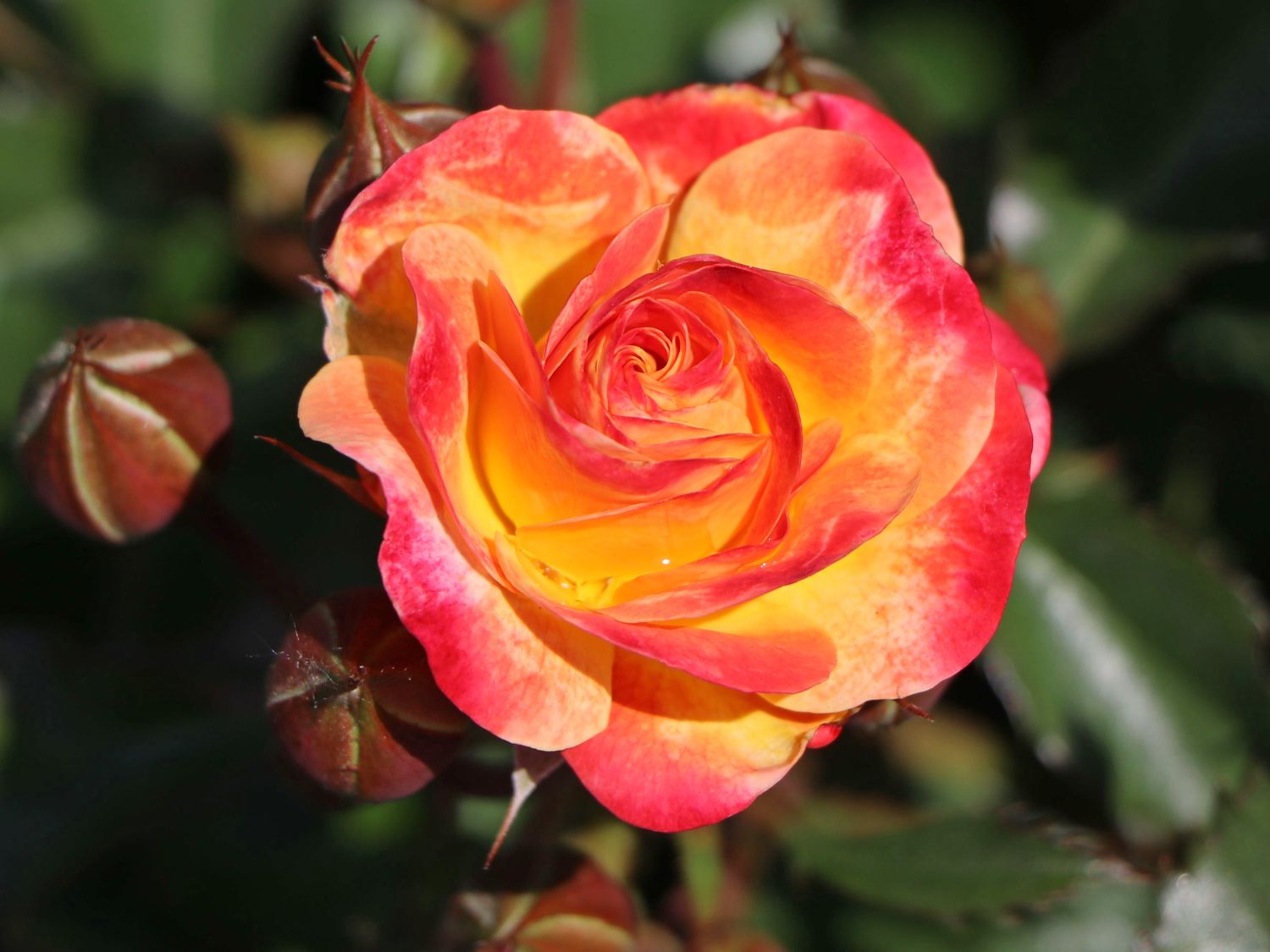 Beetrose 'Firebird' ® - Rosa 'Firebird' ®