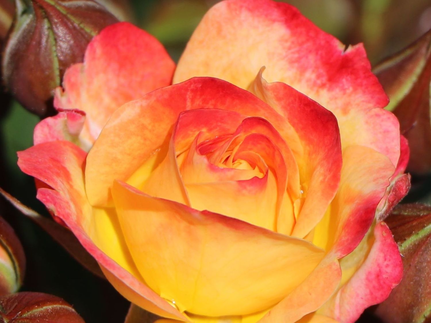 Beetrose 'Firebird' ® - Rosa 'Firebird' ®